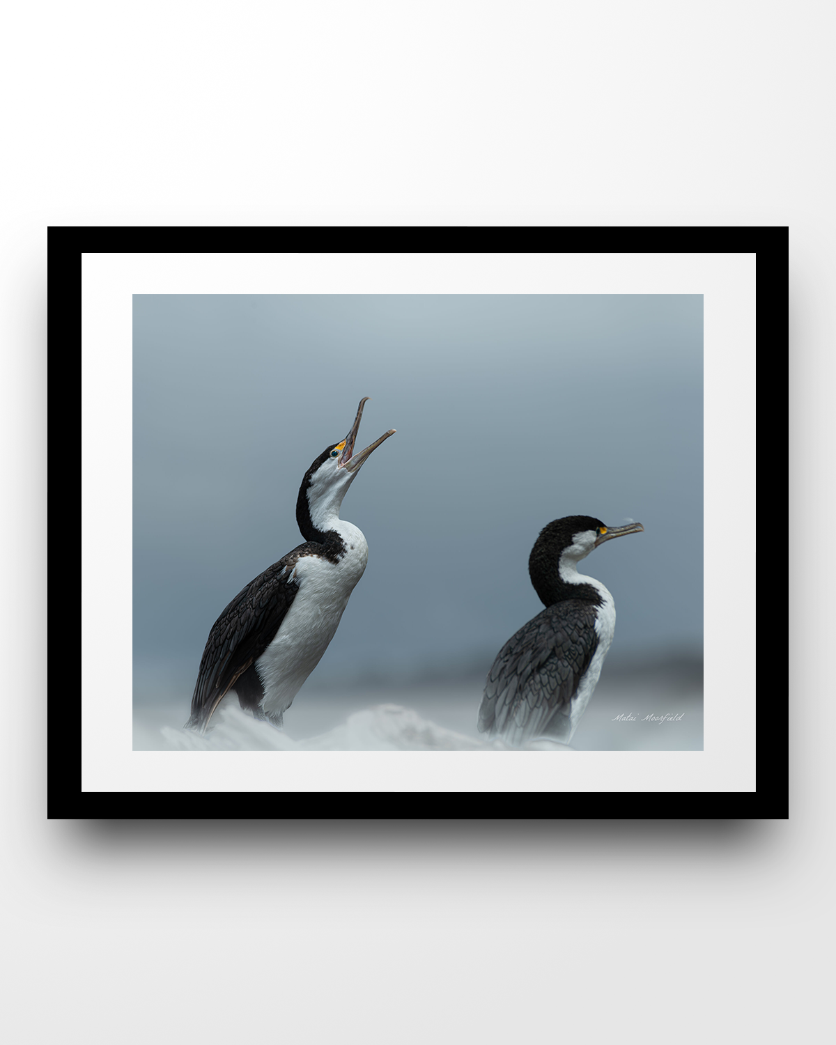 Screaming Pied Shags Wildlife Print - New Zealand Bird Photography